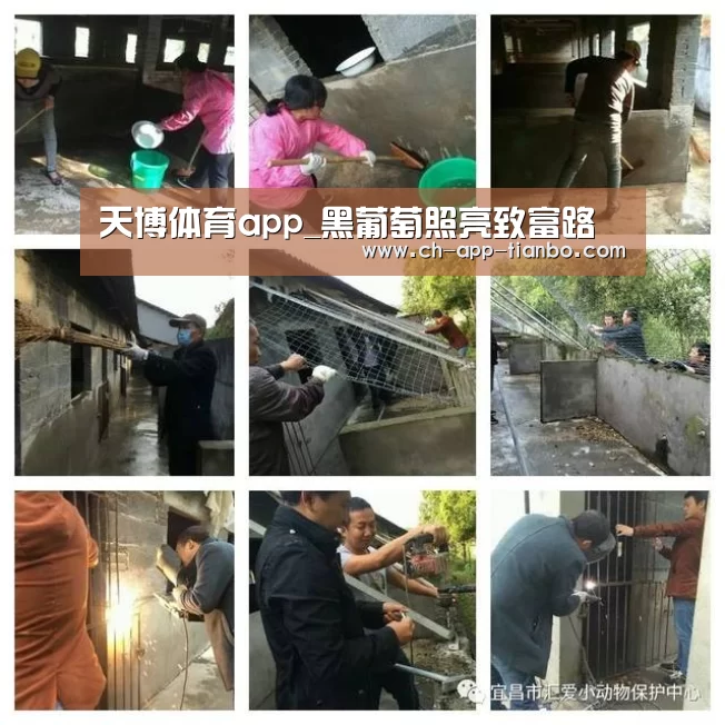 天博体育app_黑葡萄照亮致富路(图1) 天博体育下载